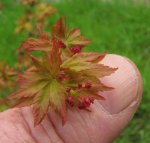acer-crispif_160402c.jpg