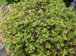 Azalea 1 Last Blooms Drop 3x4 Foot Hedge.JPG