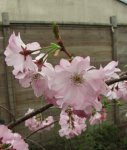 prunus-acc.bt1_160406b.jpg