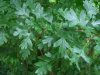 hawthorn-3.jpg