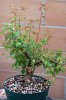 Apricot-bonsai-002.jpg