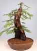 redwood repot.JPG