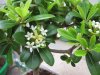 Pittosporum flowers.jpg