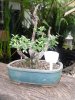 bonsai_ 025a.JPG