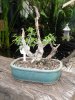 bonsai_ 027a.JPG