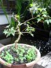 bonsai_ 040a.JPG