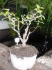 bonsai_ 037a.JPG