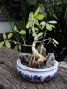 bonsai_ 032a.JPG