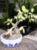 bonsai_ 033a.JPG