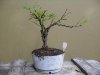 bonsai_ 003a.JPG