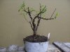 bonsai_ 004a.JPG