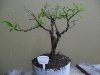 bonsai_ 005a.JPG