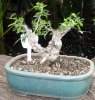 bonsai_ 027a.JPG