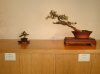 Chinese elm and ponderosa pine.jpg