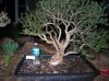 DSCN2675.jpg