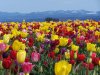 Tulip Farm 2010 007.jpg