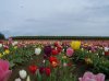 Tulip Farm 2010 080.jpg