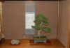 SB-Bonsai-001.jpg