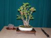 SB-Bonsai-003.jpg