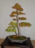 SB-Bonsai-004.jpg