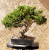 SB-Bonsai-076.jpg