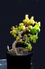 SB-Bonsai-084.jpg