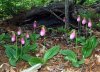 ladyslippers2.jpg