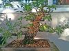 Cork Bark Elm #2.jpg