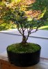 Berberis thumbergii bonsai.jpg