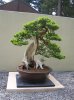 Pacific Rim Bonsai 058.jpg