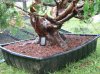 big yew, pot up 005.jpg