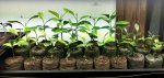 citrus seedlings.jpg