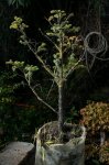 Barrosinc - Bonsai 2005 - Picea forrest -  0001.jpg