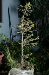 Barrosinc - Bonsai 2005 - Picea forrest -  0005.jpg