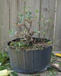 DSC00936-2.jpg