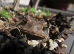 toad_02.jpg toad_02.jpg