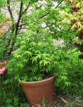 acer-div-ryusen_160423a.jpg