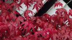 DSC01146.JPG
