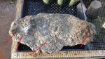 20160505_072737.jpg