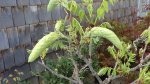 DSC01160.JPG