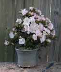 DSC01239-9.jpg