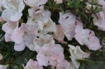 DSC01240-9.jpg