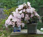 DSC01278-A.jpg
