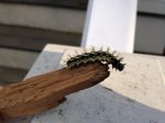 IMG_1836.JPG