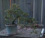 DSC01342-2.jpg