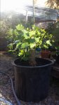 20160528_072856.jpg