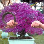 30_PCS_Purple_Maple_Seeds_Rare_in_The_World_Cana.jpg