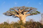 17989007-Baobab-tree-from-Madagascar-Stock-Photo-africa.jpg