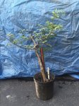 ulmus parvifolia.jpg ulmus parvifolia.jpg
