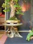 ficus10.jpg